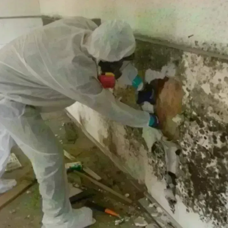 Mold Remediation and Removal in Brackenridge, PA